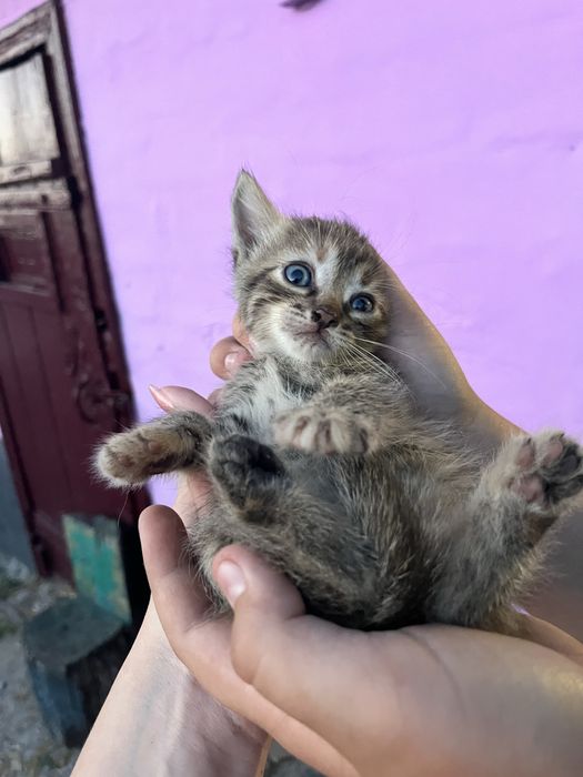 Відаю котиків у добрі руки