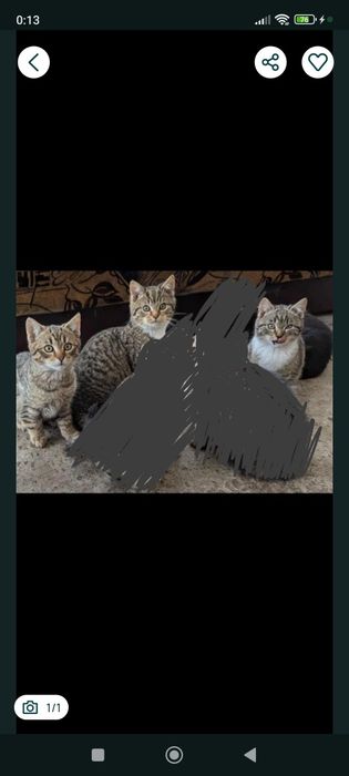 Oddam koty kotki kocurki i 1 kociczka