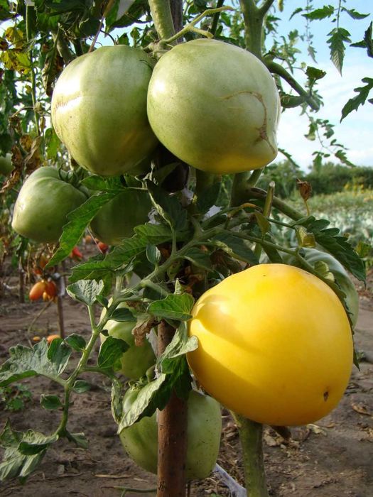 Помидоры семена домашние