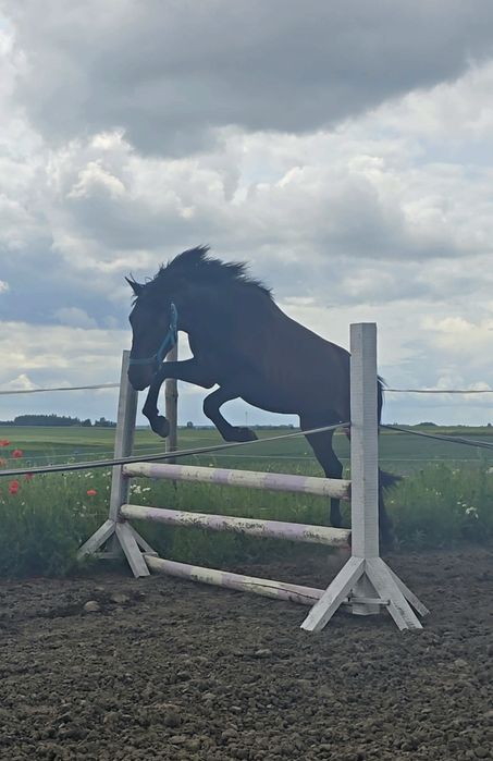 Super wałach, świetny ruch i charakter