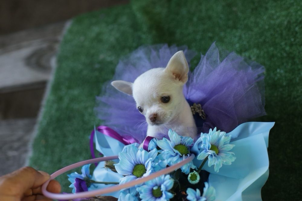 Дівчинка красунька міні