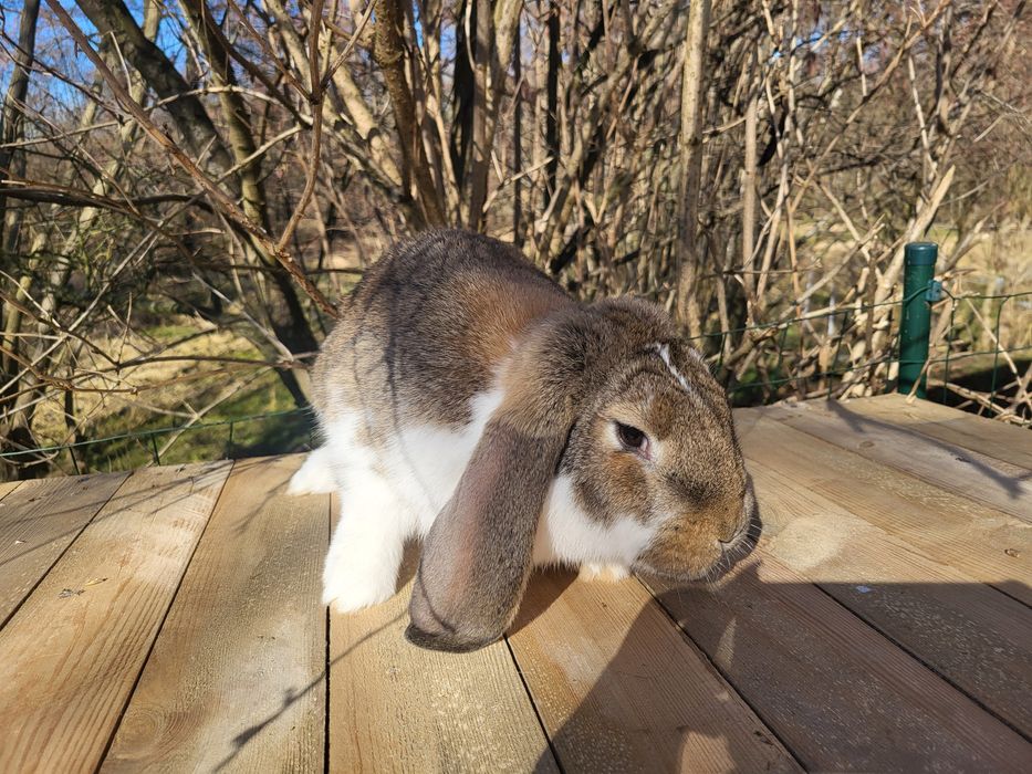 Królik baran francuski