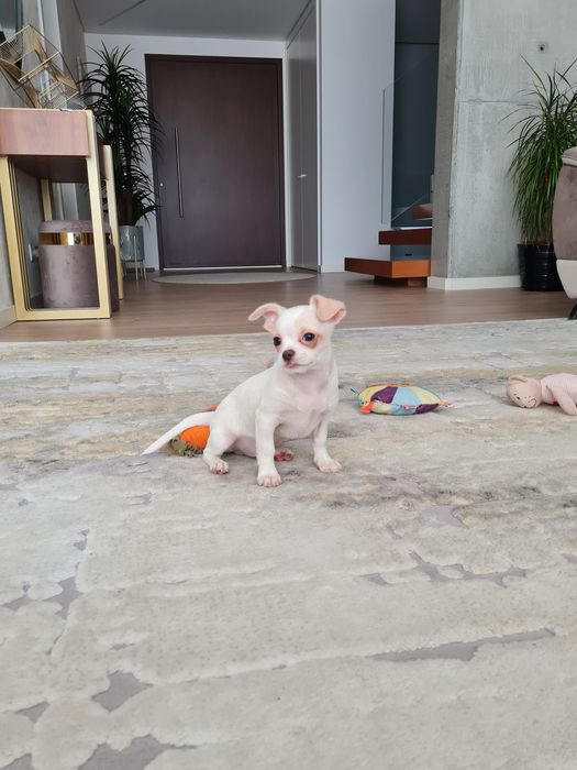 Excelente mini menino Chihuahua/Chiuaua Linhagem Russa de Qualidade