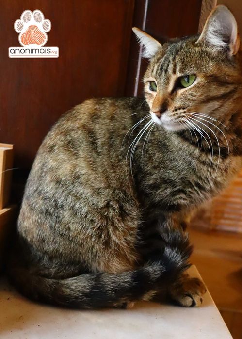 Annika - gata para adopção