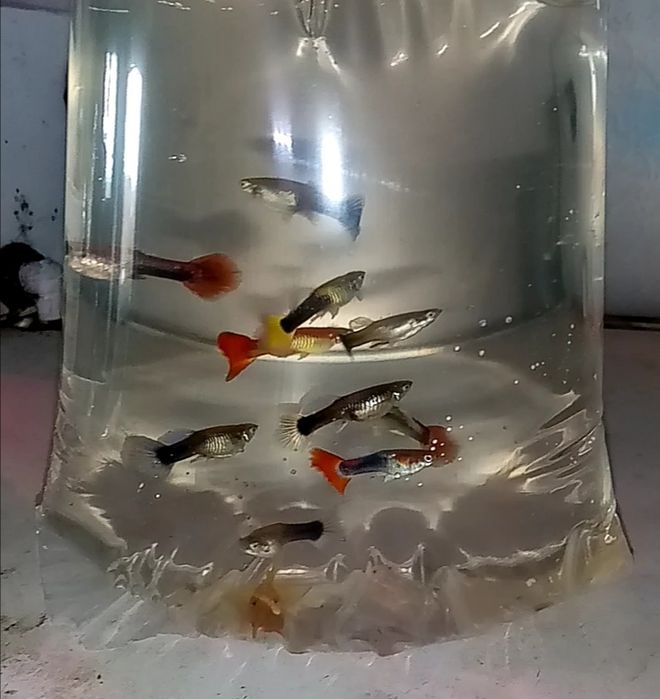 Gupik  mix różne kolory