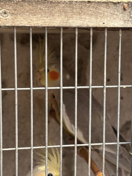 Vendo 2 machos de catura e 1 macho de agaponis