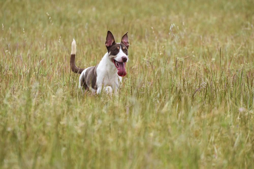 Cão de caça/guarda