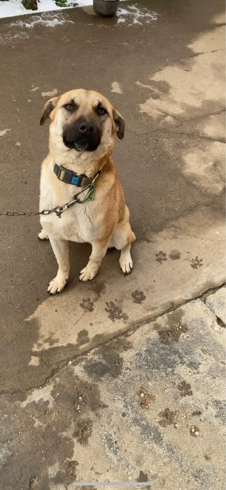 Віддам собачку в хороші руки