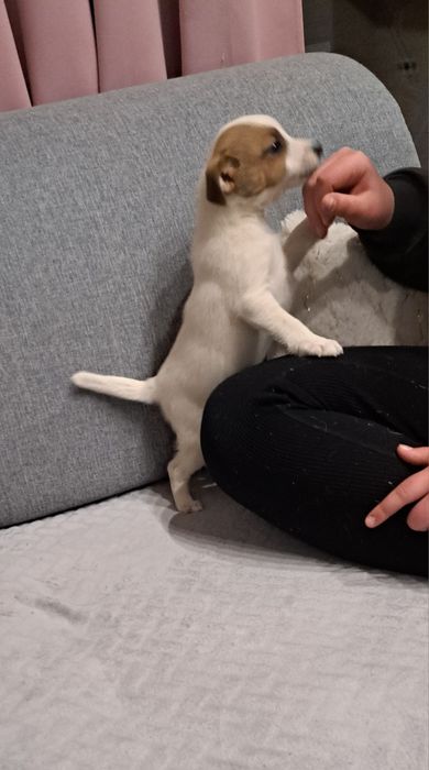 Jack Russell terrier