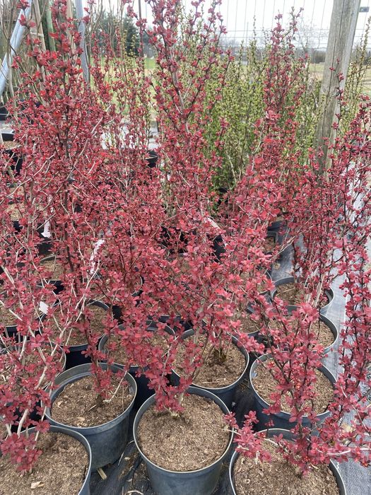 berberys thunberga mix odmian