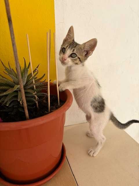 Gatinha para adoção!