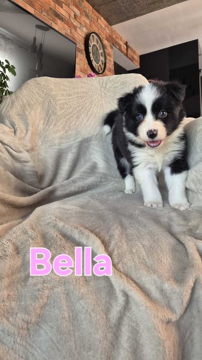 Border collie czarno białe