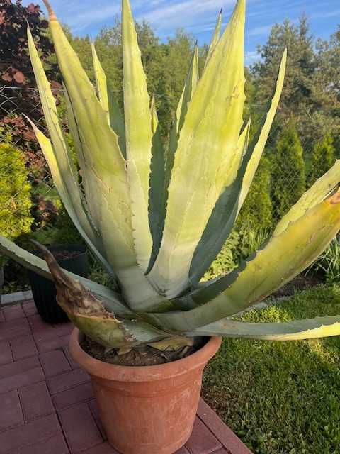 Agawa- wysokość 120cm