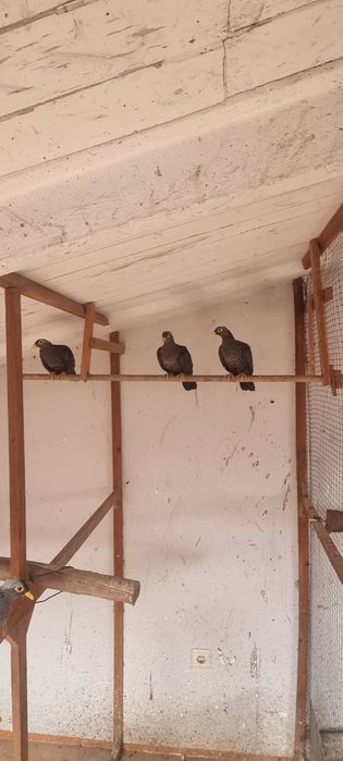 Pombo oliva- casal