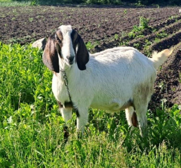 Продам козу не дорого (терміново)