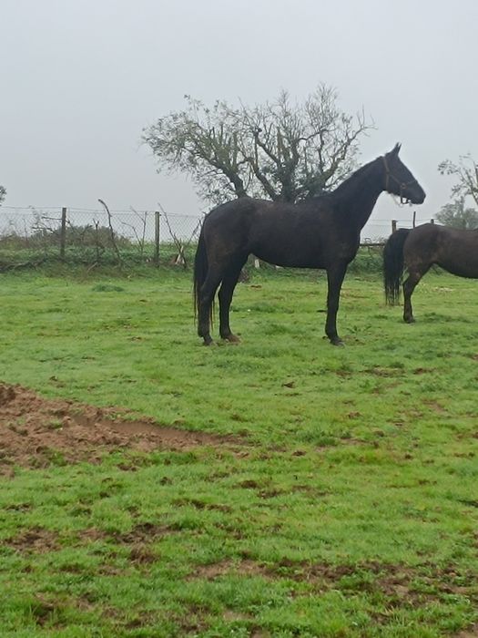 Para venda égua preta engatada muito mansa
