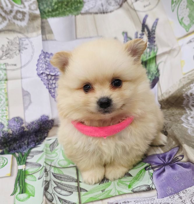 Spitz alemao menina linda