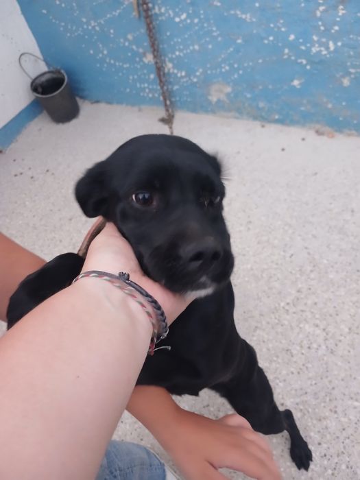Cadela muito meiga e enérgica para adopção responsável