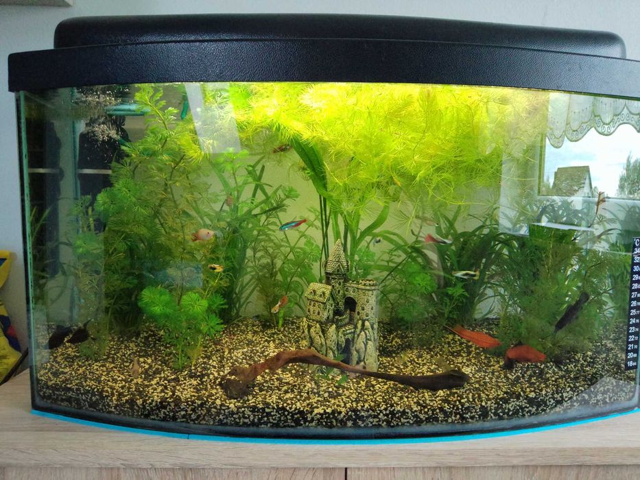 Akwarium z życiem