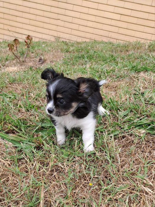 chihuahua macho pelo longo