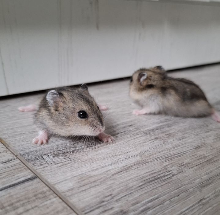 Джунгарики. Хомячки.