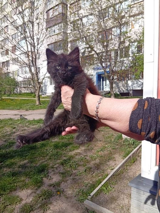 Котёнок мальчик бесплатно