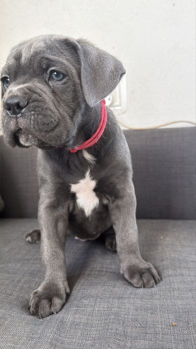 Cane Corso Italiano