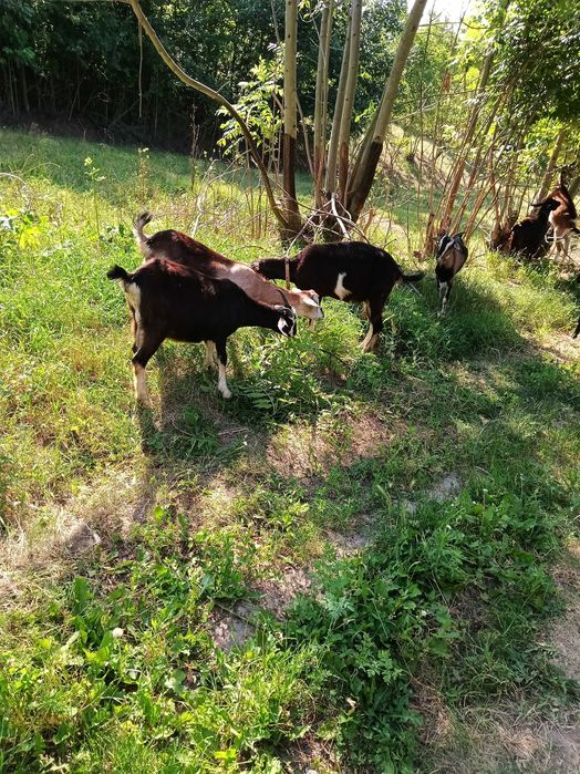 Продам кози молочної лінії