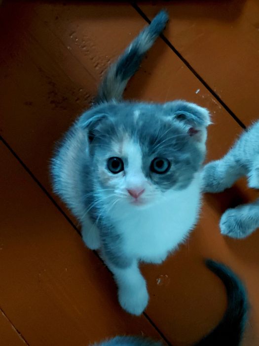 Шотландські Кошенята