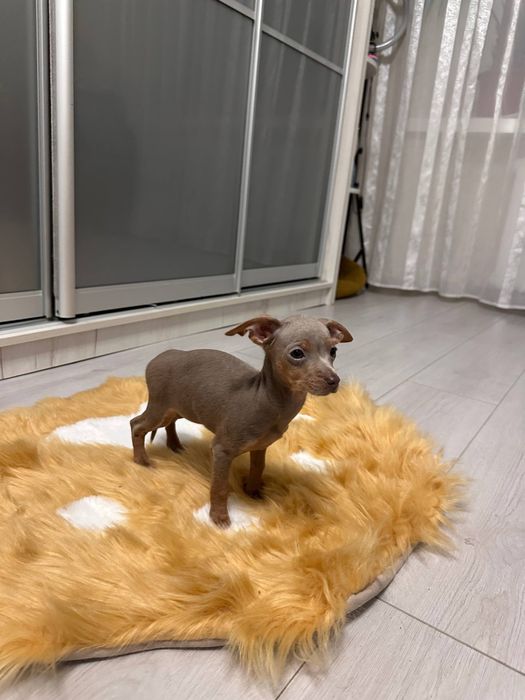 Цуценята той терьера торг