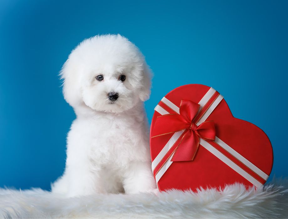 Бішон фрізе, хлопчик, 4 місяці