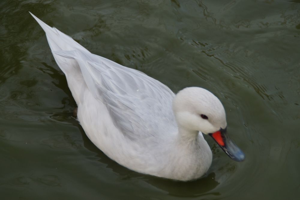 Kaczki ozdobne bahamki srebrne rożeniec