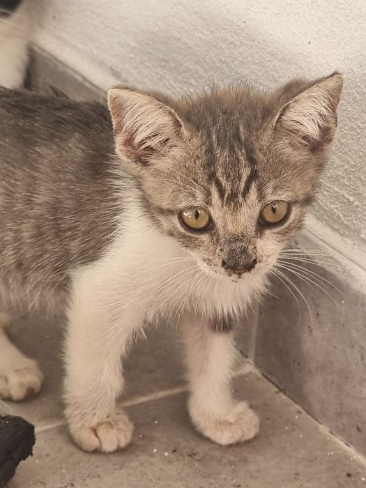 Gatinho 2 meses para adoção Cinzento [Grátis]
