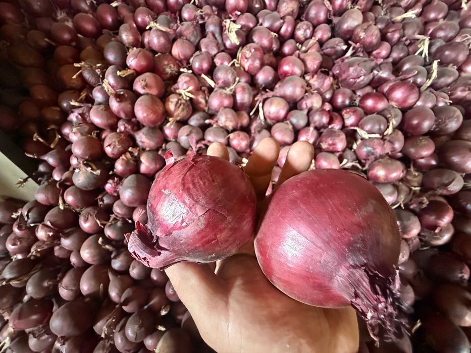 Sprzedam świeżą cebulę czerwoną w kalibrażu 5cm i więcej