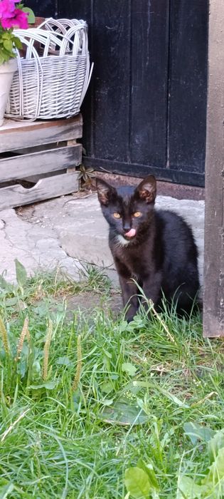 Cudowne 3  kocięta do adopcji