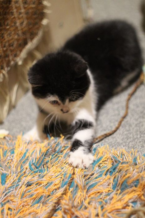 Котенок в поисках семьи