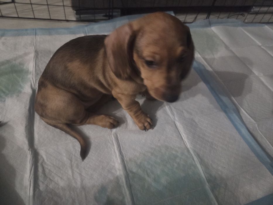 Jamnik krótkowłosy.