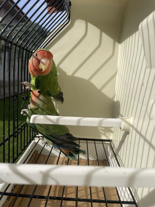 Casais agapornis longfeathear