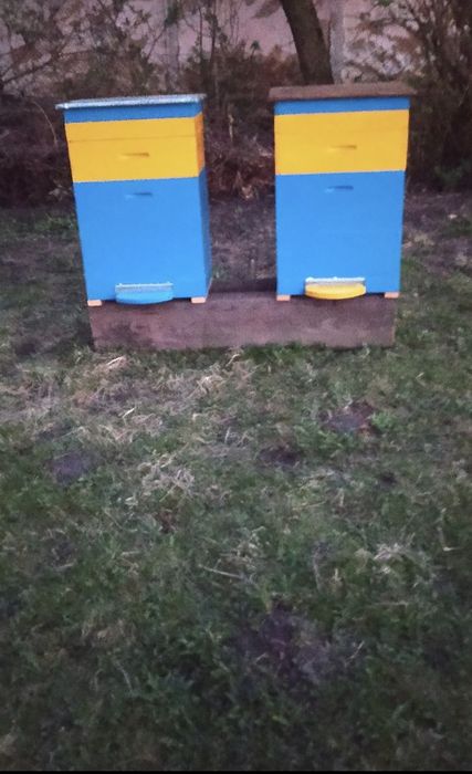 Вулики українські