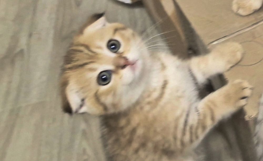 Вислоухие и прямоухие шотландские котята, девочки и мальчик