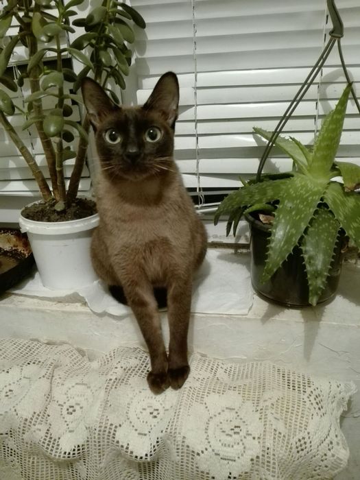 Бурманские котята (бурма)