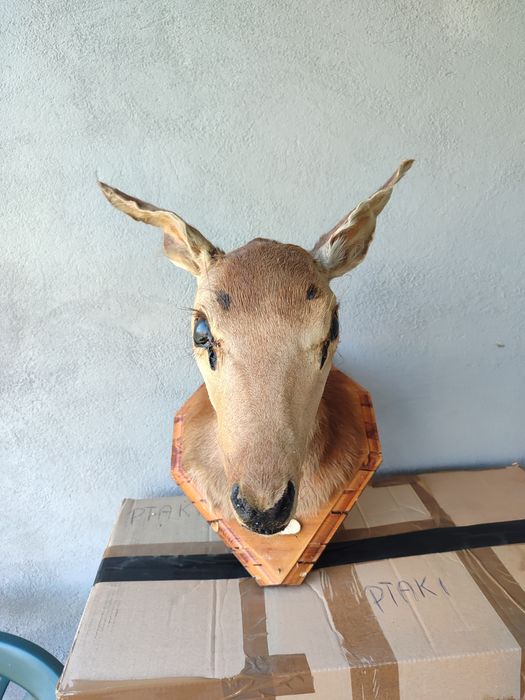 Sprzedam spreparowane zwierzęta