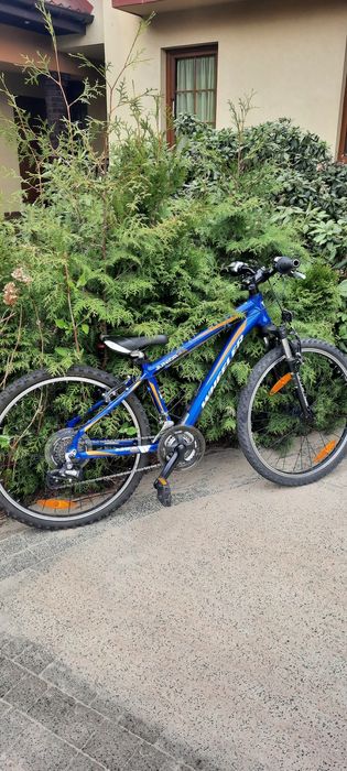 Świetny, leciutki rowet Wheeler Junior