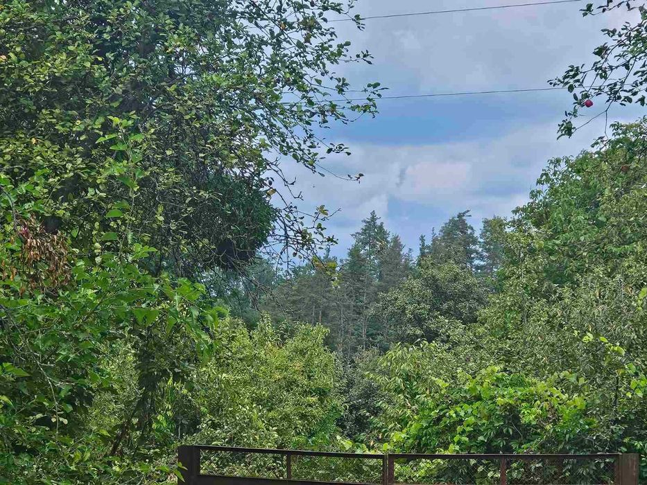 Дзвінкове 27 соток неподалік від лісу