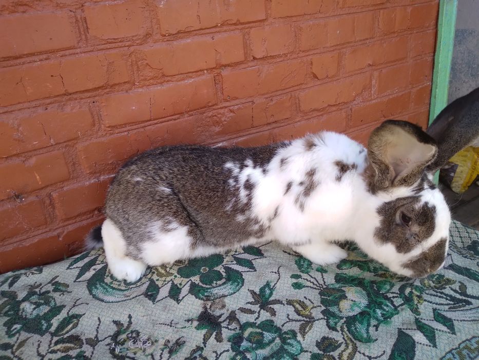 Продам кролики різного віку