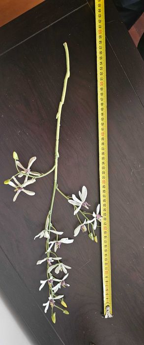 Haste de flor de orquidea