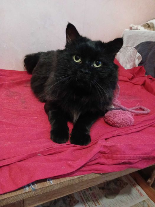 Czarny puchaty kotek Baron, fiv+