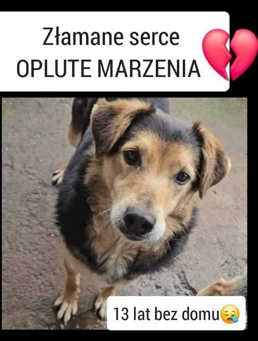 Snoopi nie chce umrzeć w schronisku