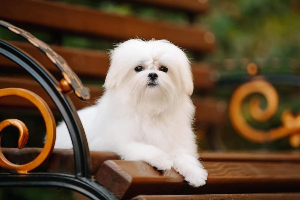 Профессиональный питомник предлагает