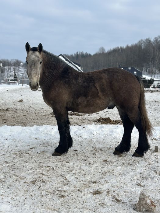 Ogier zimnokrwisty Herkules